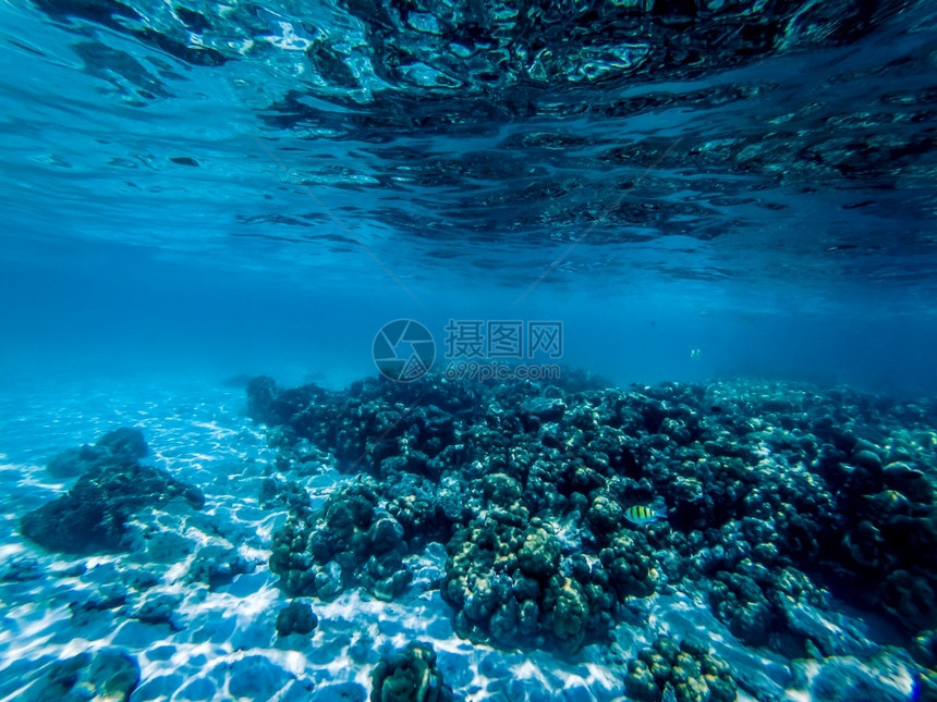充满活力在下面海底珊瑚礁上的水下海洋生物图片