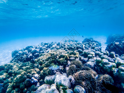 自然景观珊瑚礁上的水下海洋生物鱼图片