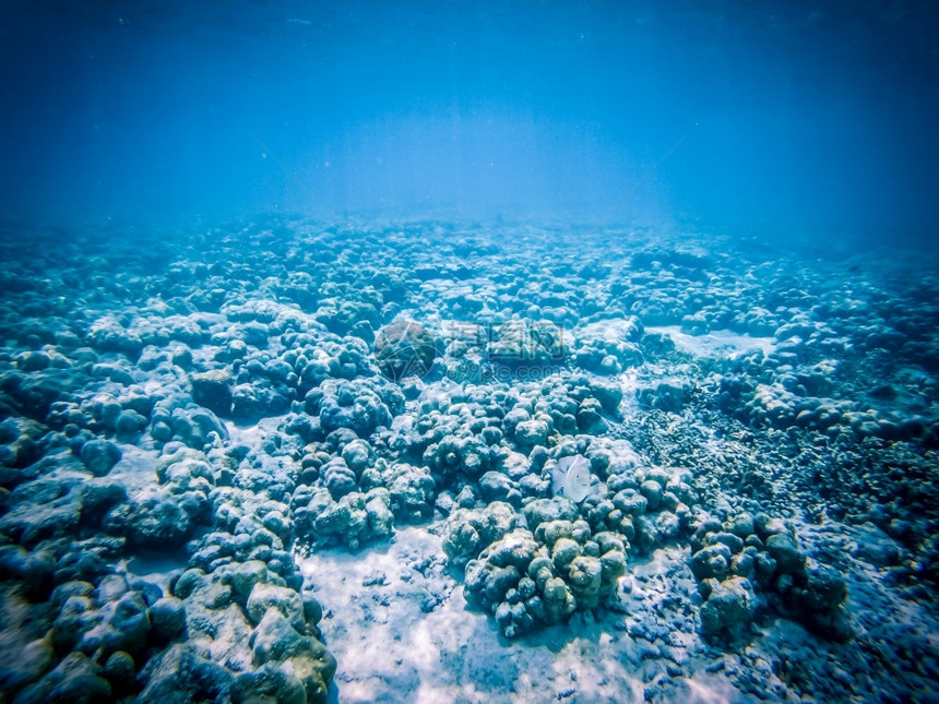 在下面珊瑚礁上的水下海洋生物旅行龟图片