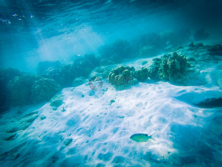 珊瑚礁上的水下海洋生物蓝色的旅行夏威夷图片