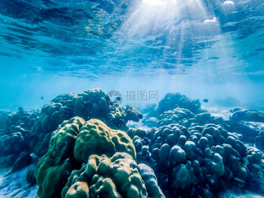 动物异国情调珊瑚礁上的水下海洋生物充满活力图片