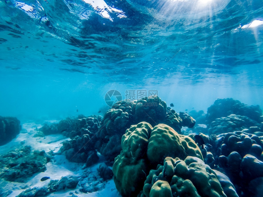 珊瑚礁上的水下海洋生物向量动礁石图片