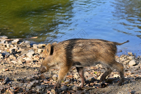 春天户外团体美丽的小猪自然野生的幼猪森林里野猪动物幼兽高清图片素材