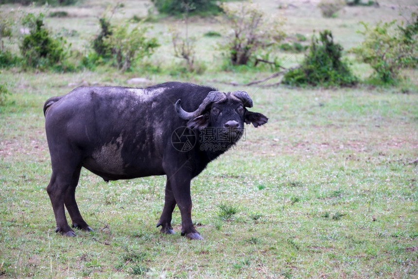 自然常设水牛站在肯尼亚公园中央的大草原上水牛站在肯尼亚公园中央的大草原上白色图片