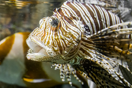 萤火虫生活闭紧狮子头张开嘴热带有毒水族馆宠物条纹图片