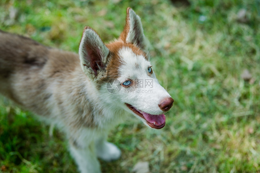 漂亮的可爱蓝眼西伯利亚的哈斯基小狗仰望着上面灰色的有眼光图片