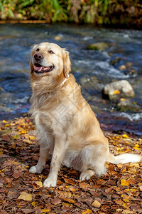 在埃尔博斯克的马亚西特河旁赛跑金色大狗样板卡迪兹金色小狗的耳朵毛茸图片