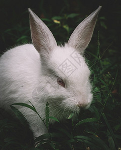 大白兔背景图片
