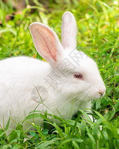 草地里的大白兔背景图片