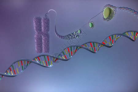 渲染色体和dna分子结构的图像分子示染色体和分子的结构图像插代码图片