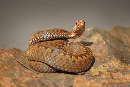 毒液秤爬虫正在准备发动攻击的毒蛇站在石上Viperaberus图片