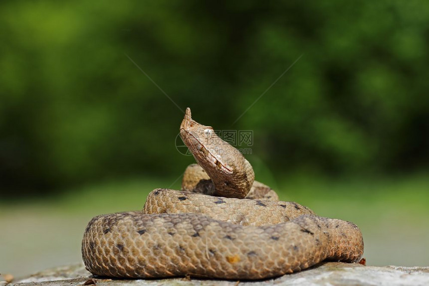 棕色的毒液晒太阳雌大鼻子毒蛇在Vipera弹道上烘烤这是欧洲最毒的蛇图片