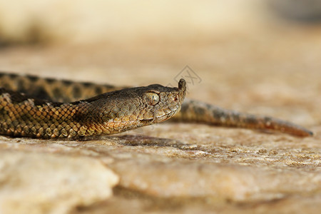 欧洲毒物蛇病者肖像鼻角插头Vipera管这是欧洲最危险和有毒的蛇之一长鼻子荒野爬虫恐怖症高清图片素材
