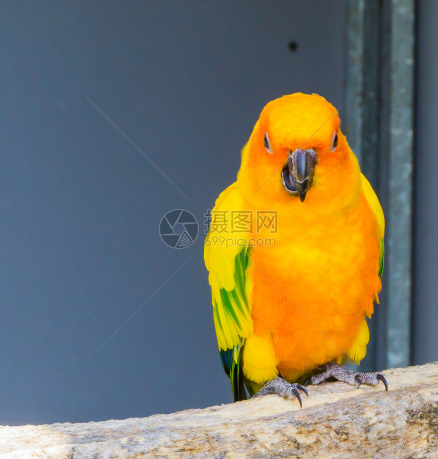 一只来自巴西的热带色彩多鸟儿开着他嘴侧小道它长得非常丰富多彩坐着詹达亚新热带图片
