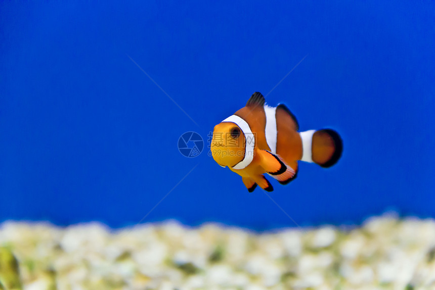 水中游泳的小丑鱼图片