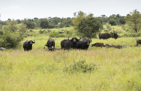 苹果浏览器自然稀树草原非洲南部Kruger公园的团体buffela眼睛高清图片素材