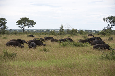 非洲南部Kruger公园的团体buffela苹果浏览器牙齿猎物头发高清图片素材