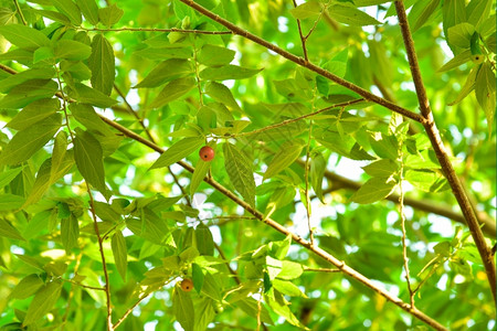 稀烂茶点浆果蒙蒂西亚卡拉布洲樱桃水果高清图片