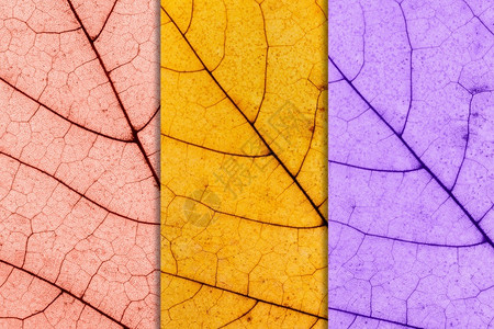 紫色的秋季背景由三种色调的枫叶秋制成色调为粉红金和紫秋季背景由三种色调的枫叶秋制成色调为粉红金和紫叶子季节背景图片