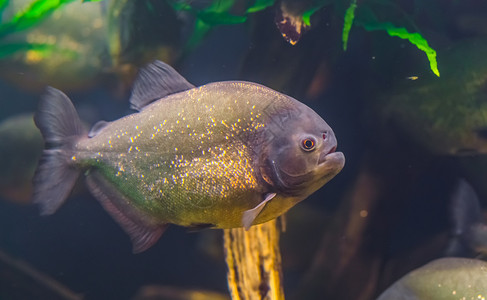 阿瓦纳水族馆受欢迎的大腹便闪发光的来自美洲亚马孙盆地的热带鱼类群红贝罗尼亚Piranha红色流行的装饰水族馆宠物背景