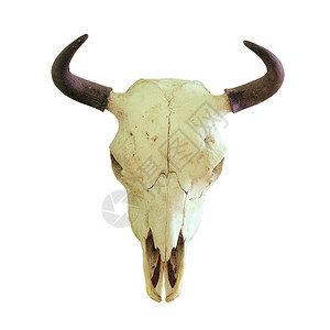 濒危自然欧洲野牛BisonByesonsus白底孤立的狩猎奖杯水牛波兰高清图片素材