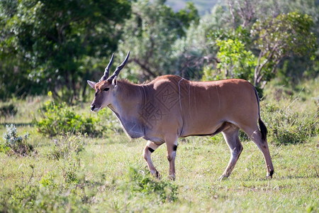 肯尼亚草原上的一些羚羊肯尼亚草地上的一些鹦鹉群中羚羊野生动物森林旅行图片
