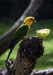 栖息地丰富多彩的鹦鹉在丛林中吃食外来鸟类的细节香蕉图片