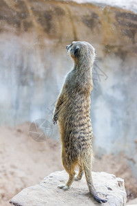 猫鼬Surikate站在动物园里警报苹果浏览器野生动物毛皮高清图片素材