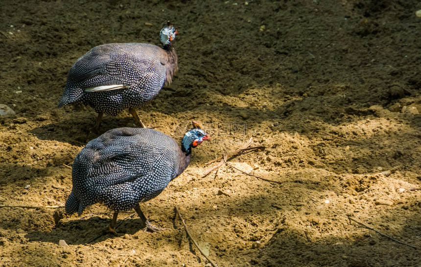 两对头戴盔的麦地禽一起在沙滩上行走来自非洲的广受欢迎热带鸟种沙漠异国情调动物园