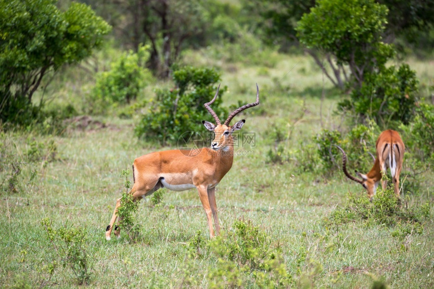 自然肯尼亚草原上的一些羚羊肯尼亚草地上的一些鹦鹉群中羚羊动物群保护图片