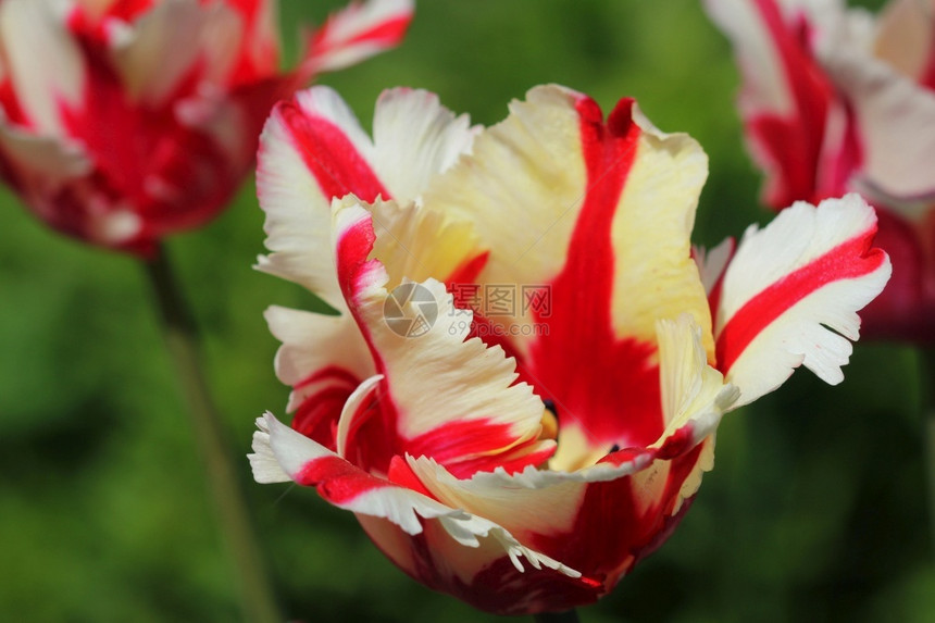 新鲜的白郁金香红色细条纹的白郁金香花园里的自然美精红色图片