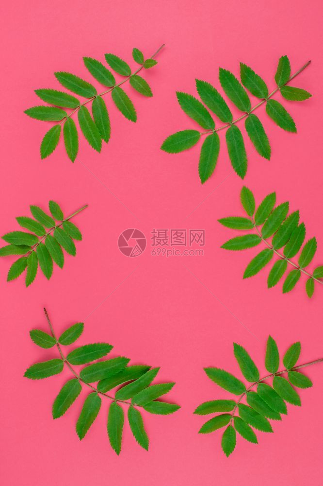 颜色夏天创意平板面铺设置了顶端视图模式新绿树叶以明红粉背景复制空间以最小的杜奥通流行艺术风格文本框架模板质地图片