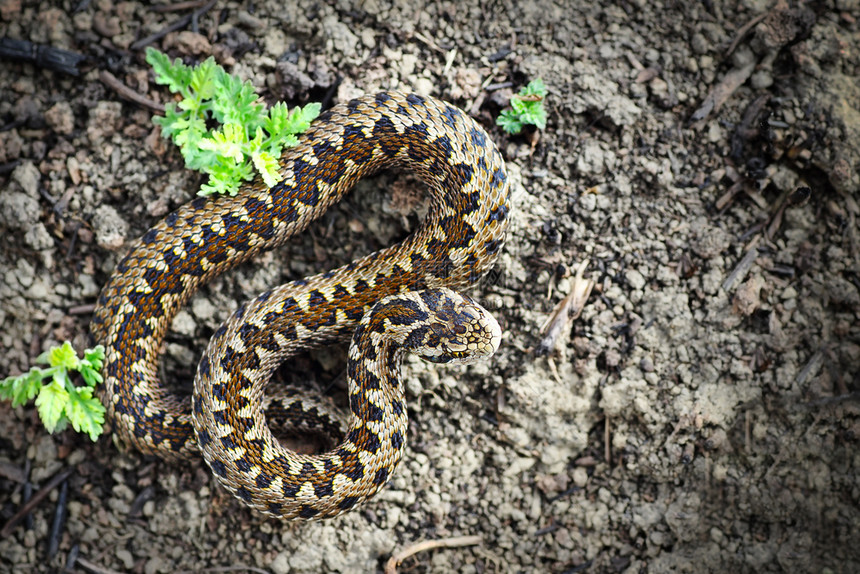毒液在自然栖息地中裸露的全草原毒蛇活植物拉科西斯稀有的图片