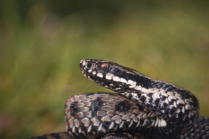 蛇科毒雄Viperaberus关闭共同的欧洲配方生物图片