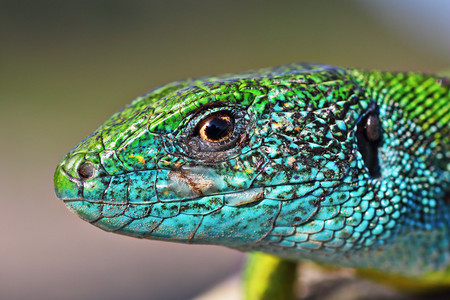 眼睛彩色男Lacertaviridis普通绿蜥蜴美丽的异国情调主导的高清图片素材