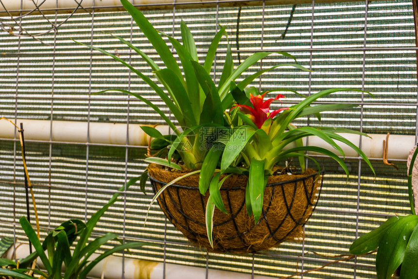 受欢迎的一个鲜花篮子中的红拖网式空气工厂来自美洲的流行热带装饰厂锅附生植物图片