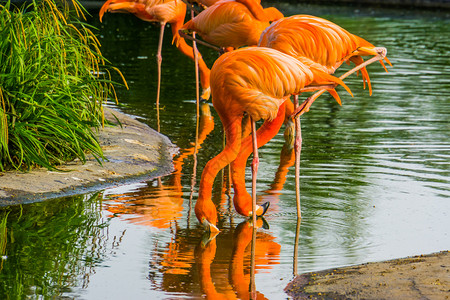 异国情调来自美洲的多彩热带鸟类一起饮用美国火烈鸟群的饮用水凤蝶加勒比海图片