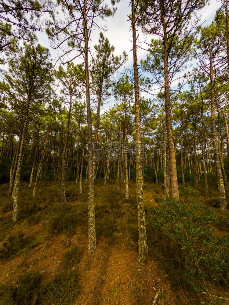 葡萄牙奥瓦尔马塞达松树林风景环境旅游的夏天图片