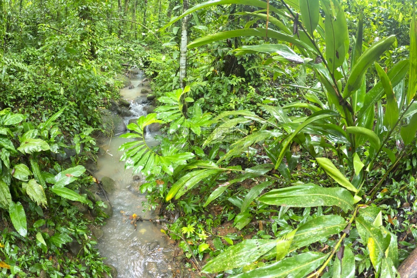 生态旅游里卡动物热带雨林MarinoBallena公园UvitadeOsaPuntarenas哥斯达黎加中美洲图片