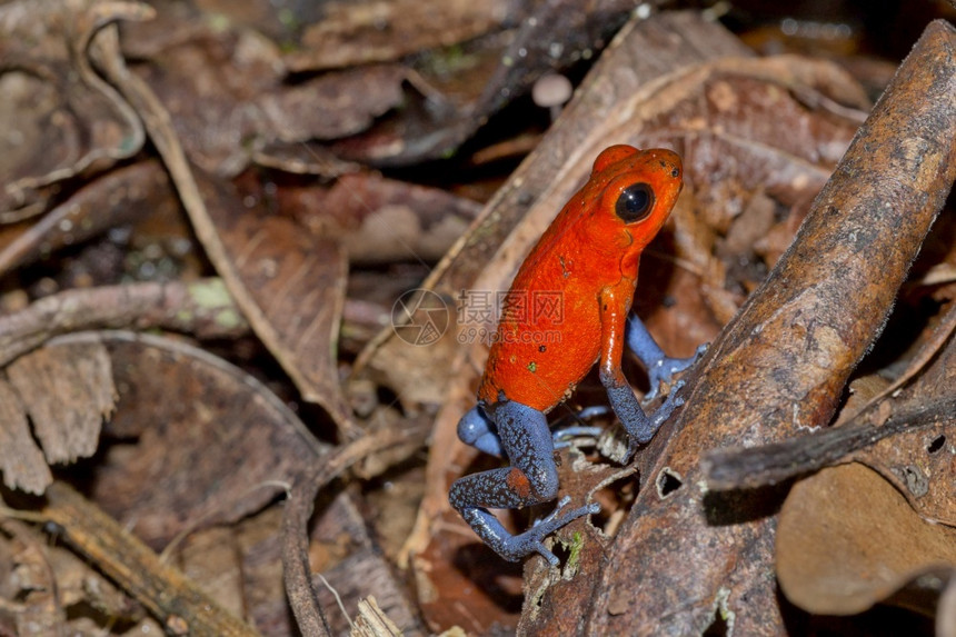毒液森林生态旅游哥斯达黎加中美洲阿尔韦托卡雷拉达特毒青蛙蓝真人Oophagapumilio登德罗贝茨pumlio热带雨林哥斯达黎图片