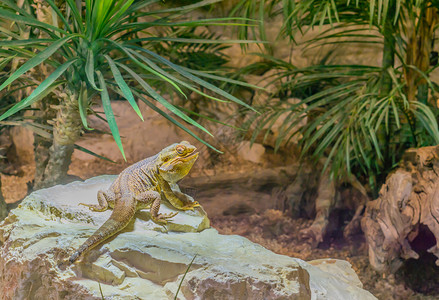 来自澳大利亚的龙蜥蜴草皮养殖中流行宠物长胡子的中部大蜥蜴坐在岩石上爬虫类阿加米德玻璃容器高清图片素材