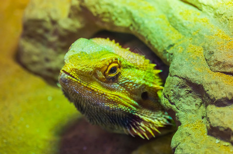 葡萄体澳大利亚长胡子龙蜥蜴的面部藏在岩石下热带爬行动物薄膜草皮养殖中流行的天花宠物国内动物学高清图片素材