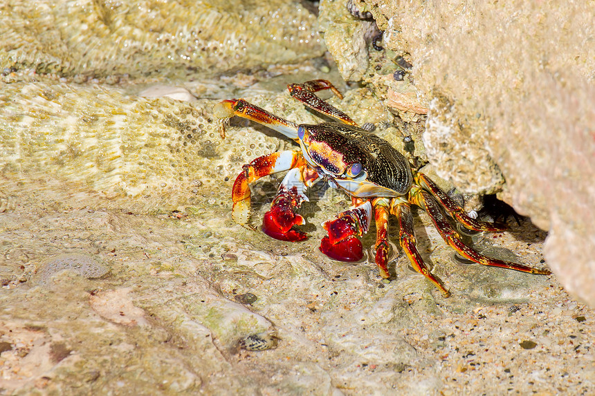 螃蟹结石博内尔岛海岸头上的多彩莎莉浅粮蟹荷兰图片