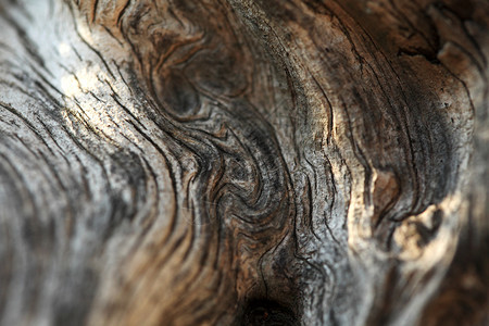 黑暗的棕褐木树的润棕色纹理木材选择2013高清图片