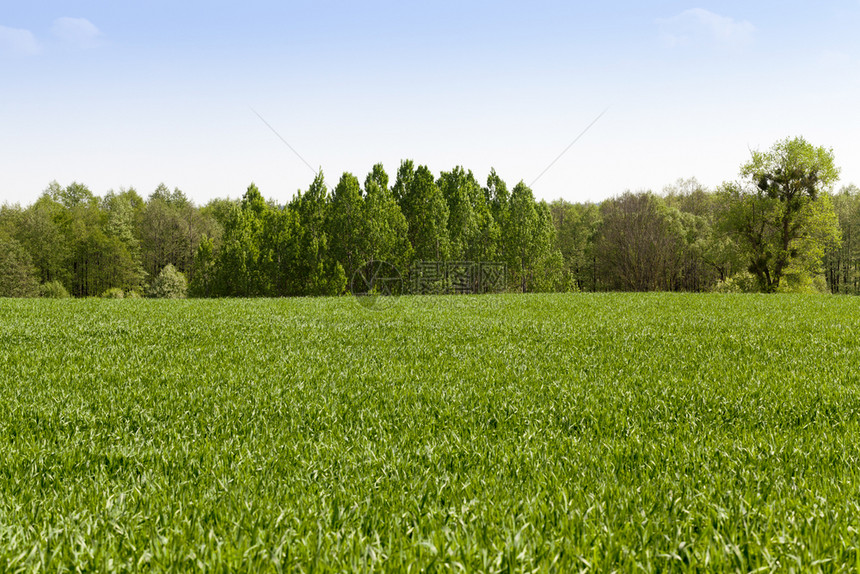 画场地绿小色麦草在森林旁边种植有绿树叶春或夏季以森林景观区树木为重点有机的图片