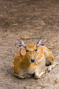动物园里的斑点鹿唇星干草背景图片