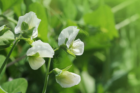 一种苜蓿绿色花园里有白的绿豌豆植物花园里有白的绿豌豆植物图片