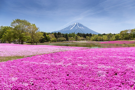 千本樱公园或者山梨日本世仓节由樱花粉红苔草或盛开由日本藤山田林举办以日本藤湖为焦点背景