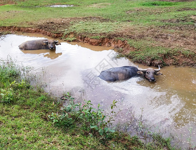 热重的动物小型沼泽中的泰国大水牛图片