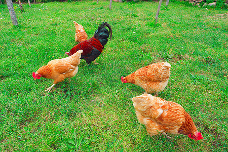 免费养鸡素材户外在传统的免费牧场家禽养鸡的草上和公在草上养和公家畜绿色背景